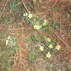 Primula vulgaris