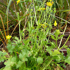 Garden edge, Portal St, Durie Hill, Whanganui.<br>Photographer: Colin C. Ogle, Date taken: 08/12/2017, Licence: <a target='_blank' href='https://creativecommons.org/licenses/by-nc/4.0'>CC BY-NC</a>. <a class='member-message' href='/nzpcn/why-join-nzpcn/' target='_blank'>Members can view a larger version of this image.</a>