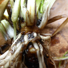 Swollen stem base (‘bulb’); Garden edge, Portal St, Durie Hill, Whanganui.<br>Photographer: Colin C. Ogle, Date taken: 08/12/2017, Licence: <a target='_blank' href='https://creativecommons.org/licenses/by-nc/4.0'>CC BY-NC</a>. <a class='member-message' href='/nzpcn/why-join-nzpcn/' target='_blank'>Members can view a larger version of this image.</a>