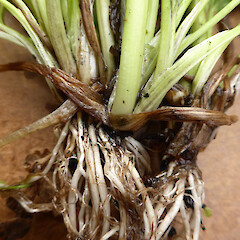 Roots and bases of petioles; garden edge, Portal St, Durie Hill, Whanganui.<br>Photographer: Colin C. Ogle, Date taken: 08/12/2017, Licence: <a target='_blank' href='https://creativecommons.org/licenses/by-nc/4.0'>CC BY-NC</a>. <a class='member-message' href='/nzpcn/why-join-nzpcn/' target='_blank'>Members can view a larger version of this image.</a>