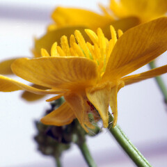 Flower with reflexed sepals; garden edge, Portal St, Durie Hill, Whanganui.<br>Photographer: Colin C. Ogle, Date taken: 08/12/2017, Licence: <a target='_blank' href='https://creativecommons.org/licenses/by-nc/4.0'>CC BY-NC</a>. <a class='member-message' href='/nzpcn/why-join-nzpcn/' target='_blank'>Members can view a larger version of this image.</a>