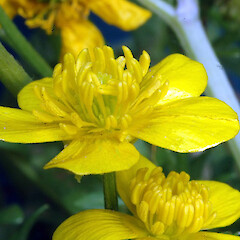 Petals & stamens; garden edge, Portal St, Durie Hill, Whanganui.<br>Photographer: Colin C. Ogle, Date taken: 08/12/2017, Licence: <a target='_blank' href='https://creativecommons.org/licenses/by-nc/4.0'>CC BY-NC</a>. <a class='member-message' href='/nzpcn/why-join-nzpcn/' target='_blank'>Members can view a larger version of this image.</a>