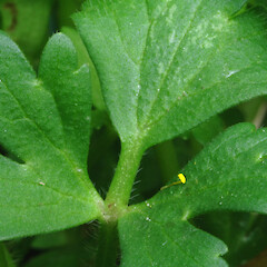 Part ofbasal leaf; garden edge, Portal St, Durie Hill, Whanganui.<br>Photographer: Colin C. Ogle, Date taken: 08/12/2017, Licence: <a target='_blank' href='https://creativecommons.org/licenses/by-nc/4.0'>CC BY-NC</a>. <a class='member-message' href='/nzpcn/why-join-nzpcn/' target='_blank'>Members can view a larger version of this image.</a>