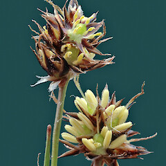 Part of inflorescence. Whanganui. Oct 2011.<br>Photographer: Colin C. Ogle, Licence: <a target='_blank' href='https://creativecommons.org/licenses/by-nc/4.0'>CC BY-NC</a>. <a class='member-message' href='/nzpcn/why-join-nzpcn/' target='_blank'>Members can view a larger version of this image.</a>