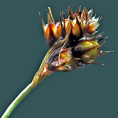 Part of inflorescence. Whanganui. Oct 2011.<br>Photographer: Colin C. Ogle, Licence: <a target='_blank' href='https://creativecommons.org/licenses/by-nc/4.0'>CC BY-NC</a>. <a class='member-message' href='/nzpcn/why-join-nzpcn/' target='_blank'>Members can view a larger version of this image.</a>