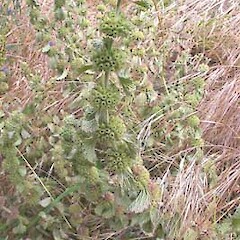 Marrubium vulgare