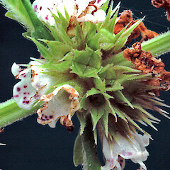 Lycopus europaeus