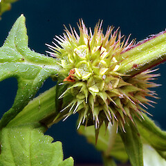 Developing fruit. Whanganui. Feb 2013.<br>Photographer: Colin C. Ogle, Licence: <a target='_blank' href='https://creativecommons.org/licenses/by-nc/4.0'>CC BY-NC</a>. <a class='member-message' href='/nzpcn/why-join-nzpcn/' target='_blank'>Members can view a larger version of this image.</a>