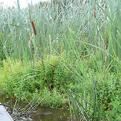 Lycopus europaeus amongst raupo (Typha orientalis).<br>Photographer: Paul Champion, Date taken: 22/09/2013, Licence: All rights reserved. <a class='member-message' href='/nzpcn/why-join-nzpcn/' target='_blank'>Members can view a larger version of this image.</a>