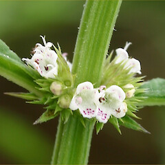 Flower of Lycopus europaeus.<br>Photographer: Trevor James, Date taken: 16/01/2004, Licence: All rights reserved. <a class='member-message' href='/nzpcn/why-join-nzpcn/' target='_blank'>Members can view a larger version of this image.</a>