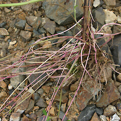 Roots of Lycopus europaeus.<br>Photographer: Trevor James, Date taken: 15/01/2004, Licence: All rights reserved. <a class='member-message' href='/nzpcn/why-join-nzpcn/' target='_blank'>Members can view a larger version of this image.</a>