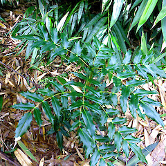 Berberis japonica