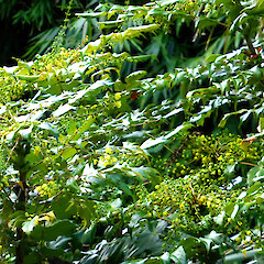 Planted shrub flowering; garden near Fordell, Whanganui.<br>Photographer: Colin C. Ogle, Date taken: 29/05/2018, Licence: <a target='_blank' href='https://creativecommons.org/licenses/by-nc/4.0'>CC BY-NC</a>. <a class='member-message' href='/nzpcn/why-join-nzpcn/' target='_blank'>Members can view a larger version of this image.</a>