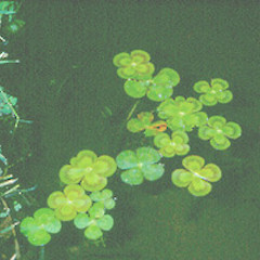 Marsilea mutica.<br>Photographer: John Smith-Dodsworth, Licence: <a target='_blank' href='https://creativecommons.org/licenses/by-nc/4.0'>CC BY-NC</a>.