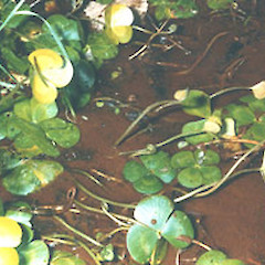 Marsilea mutica.<br>Photographer: John Smith-Dodsworth, Licence: <a target='_blank' href='https://creativecommons.org/licenses/by-nc/4.0'>CC BY-NC</a>.