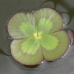 Marsilea mutica