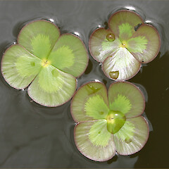 Leaves of Marsilea mutica.<br>Photographer: Trevor James, Date taken: 17/11/2004, Licence: All rights reserved. <a class='member-message' href='/nzpcn/why-join-nzpcn/' target='_blank'>Members can view a larger version of this image.</a>