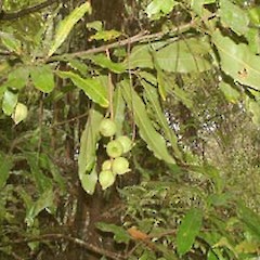 Macadamia tetraphylla.<br>Photographer: John Smith-Dodsworth, Licence: <a target='_blank' href='https://creativecommons.org/licenses/by-nc/4.0'>CC BY-NC</a>.