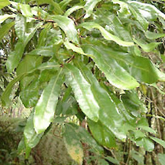 Macadamia tetraphylla.<br>Photographer: John Smith-Dodsworth, Licence: <a target='_blank' href='https://creativecommons.org/licenses/by-nc/4.0'>CC BY-NC</a>.