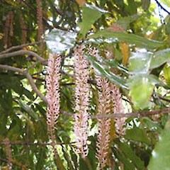Macadamia.<br>Photographer: John Smith-Dodsworth, Licence: <a target='_blank' href='https://creativecommons.org/licenses/by-nc/4.0'>CC BY-NC</a>.