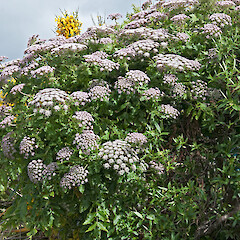 Newlands, Wellington.<br>Photographer: Jeremy R. Rolfe, Date taken: 07/11/2010, Licence: <a target='_blank' href='https://creativecommons.org/licenses/by/4.0'>CC BY</a>. <a class='member-message' href='/nzpcn/why-join-nzpcn/' target='_blank'>Members can view a larger version of this image.</a>