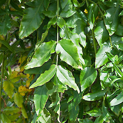Newlands, Wellington.<br>Photographer: Jeremy R. Rolfe, Date taken: 07/11/2010, Licence: <a target='_blank' href='https://creativecommons.org/licenses/by/4.0'>CC BY</a>. <a class='member-message' href='/nzpcn/why-join-nzpcn/' target='_blank'>Members can view a larger version of this image.</a>