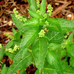 Mercurialis annua.<br>Photographer: Peter J de Lange, Licence: <a target='_blank' href='https://creativecommons.org/licenses/by-nc/4.0'>CC BY-NC</a>.