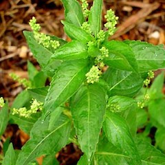 Mercurialis annua
