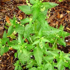 Mercurialis annua.<br>Photographer: Peter J de Lange, Licence: <a target='_blank' href='https://creativecommons.org/licenses/by-nc/4.0'>CC BY-NC</a>.