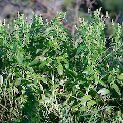 Ōhuiarangi / Pigeon Mountain, Auckland.<br>Photographer: Jeremy R. Rolfe, Date taken: 18/07/2007, Licence: <a target='_blank' href='https://creativecommons.org/licenses/by/4.0'>CC BY</a>. <a class='member-message' href='/nzpcn/why-join-nzpcn/' target='_blank'>Members can view a larger version of this image.</a>