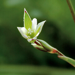 Moenchia erecta