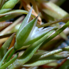 In an impoverished lawn on sand flat, Castlecliff dunes, Whanganui.<br>Photographer: Colin C. Ogle, Date taken: 30/09/2018, Licence: <a target='_blank' href='https://creativecommons.org/licenses/by-nc/4.0'>CC BY-NC</a>. <a class='member-message' href='/nzpcn/why-join-nzpcn/' target='_blank'>Members can view a larger version of this image.</a>