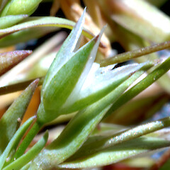 In an impoverished lawn on sand flat, Castlecliff dunes, Whanganui.<br>Photographer: Colin C. Ogle, Date taken: 30/09/2018, Licence: <a target='_blank' href='https://creativecommons.org/licenses/by-nc/4.0'>CC BY-NC</a>. <a class='member-message' href='/nzpcn/why-join-nzpcn/' target='_blank'>Members can view a larger version of this image.</a>