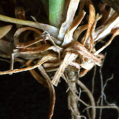 In an impoverished lawn on sand flat (dead basal leaves, roots), Castlecliff dunes, Whanganui.<br>Photographer: Colin C. Ogle, Date taken: 30/09/2018, Licence: <a target='_blank' href='https://creativecommons.org/licenses/by-nc/4.0'>CC BY-NC</a>. <a class='member-message' href='/nzpcn/why-join-nzpcn/' target='_blank'>Members can view a larger version of this image.</a>