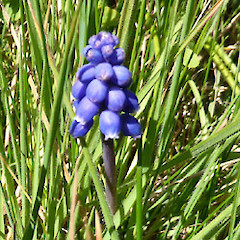 Flowering beside unmown road verge, Bamber St, Castlecliff.<br>Photographer: Colin C. Ogle, Date taken: 11/09/2016, Licence: <a target='_blank' href='https://creativecommons.org/licenses/by-nc/4.0'>CC BY-NC</a>.
