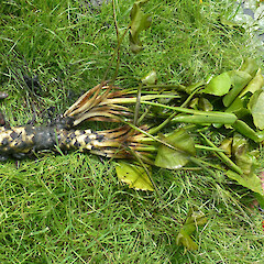 Nuphar lutea plant.<br>Photographer: Paul Champion, Date taken: 27/11/2012, Licence: All rights reserved. <a class='member-message' href='/nzpcn/why-join-nzpcn/' target='_blank'>Members can view a larger version of this image.</a>