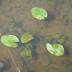 Nuphar lutea plant.<br>Photographer: Paul Champion, Date taken: 27/11/2012, Licence: All rights reserved. <a class='member-message' href='/nzpcn/why-join-nzpcn/' target='_blank'>Members can view a larger version of this image.</a>