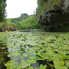 Nuphar lutea plants.<br>Photographer: Paul Champion, Date taken: 27/11/2012, Licence: All rights reserved. <a class='member-message' href='/nzpcn/why-join-nzpcn/' target='_blank'>Members can view a larger version of this image.</a>