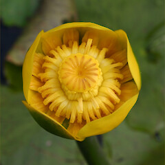 Flower of Nuphar lutea.<br>Photographer: Trevor James, Date taken: 20/08/2004, Licence: All rights reserved. <a class='member-message' href='/nzpcn/why-join-nzpcn/' target='_blank'>Members can view a larger version of this image.</a>