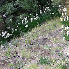 Narcissus xmedioluteus.<br>Photographer: Clayson Howell, Licence: All rights reserved.