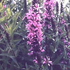 Lythrum salicaria.<br>Photographer: Nicholas J. D. Singers, Licence: All rights reserved.