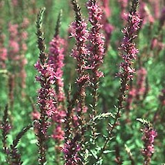 Lythrum salicaria.<br>Photographer: Nicholas J. D. Singers, Licence: All rights reserved.