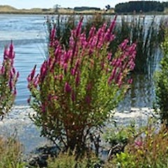 Lake Horowhenua. Jan 2009.<br>Photographer: Colin C. Ogle, Licence: <a target='_blank' href='https://creativecommons.org/licenses/by-nc/4.0'>CC BY-NC</a>.