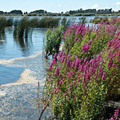 Lake Horowhenua. Jan 2009.<br>Photographer: Colin C. Ogle, Licence: <a target='_blank' href='https://creativecommons.org/licenses/by-nc/4.0'>CC BY-NC</a>.