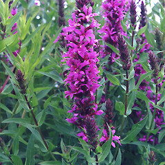 Flowers of Lythrum salicaria.<br>Photographer: Paul Champion, Date taken: 02/11/2001, Licence: All rights reserved. <a class='member-message' href='/nzpcn/why-join-nzpcn/' target='_blank'>Members can view a larger version of this image.</a>
