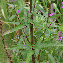 Flowers and foliage of Lythrum salicaria.<br>Photographer: Trevor James, Date taken: 20/08/2004, Licence: All rights reserved. <a class='member-message' href='/nzpcn/why-join-nzpcn/' target='_blank'>Members can view a larger version of this image.</a>