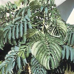 Melianthus major.<br>Photographer: Auckland Regional Council, Licence: Public domain.
