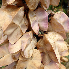 pods, Queen’s Park, Whanganui.<br>Photographer: Colin C. Ogle, Date taken: 06/02/2016, Licence: <a target='_blank' href='https://creativecommons.org/licenses/by-nc/4.0'>CC BY-NC</a>. <a class='member-message' href='/nzpcn/why-join-nzpcn/' target='_blank'>Members can view a larger version of this image.</a>