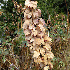 pods, Queen’s Park, Whanganui.<br>Photographer: Colin C. Ogle, Date taken: 06/02/2016, Licence: <a target='_blank' href='https://creativecommons.org/licenses/by-nc/4.0'>CC BY-NC</a>. <a class='member-message' href='/nzpcn/why-join-nzpcn/' target='_blank'>Members can view a larger version of this image.</a>