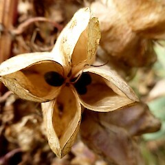 pods and seeds, Queen’s Park, Whanganui.<br>Photographer: Colin C. Ogle, Date taken: 06/02/2016, Licence: <a target='_blank' href='https://creativecommons.org/licenses/by-nc/4.0'>CC BY-NC</a>. <a class='member-message' href='/nzpcn/why-join-nzpcn/' target='_blank'>Members can view a larger version of this image.</a>